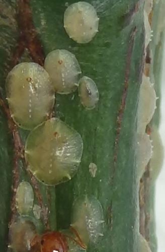 Coccus celatus